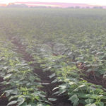 Fazenda à venda com 2 quartos em Canabrava, João Pinheiro, MG