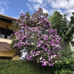 Sobrado à venda com 3 quartos, sendo 1 suíte, em Jardim Peri, São Paulo, SP