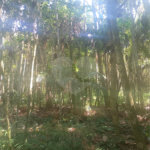 Terreno à venda em Dos Finco, São Bernardo do Campo, SP