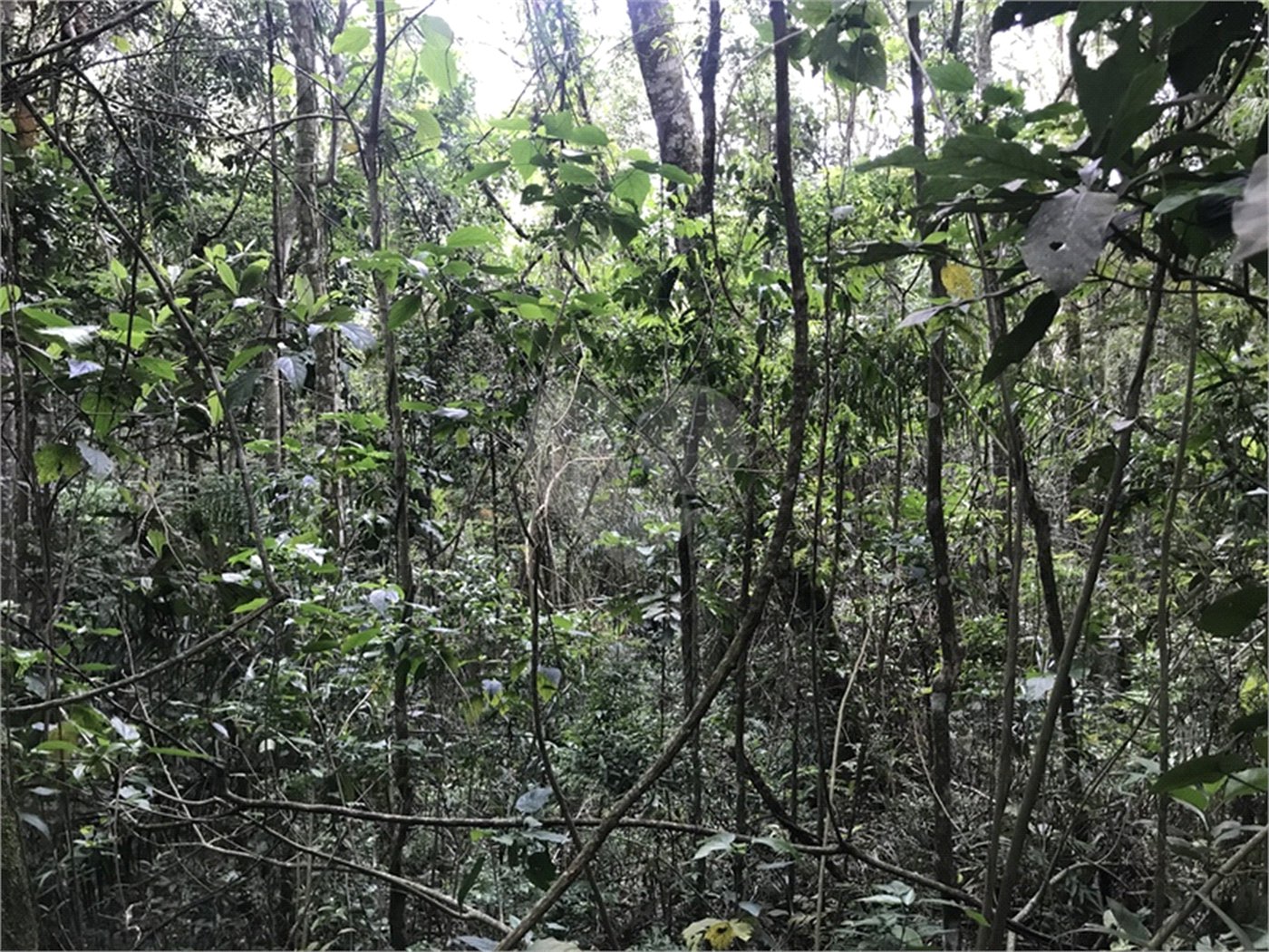 Terreno à venda em Serra da Cantareira, Mairiporã, SP