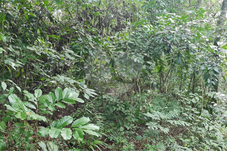 Terreno à venda em Caraguatá, Mairiporã, SP