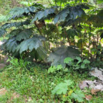 Terreno à venda em Barreiro, Mairiporã, SP