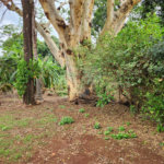 Chácara à venda com 2 quartos em Jardim Califórnia, Araraquara, SP