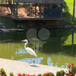 Sítio à venda com 3 suítes em Recreio Costa Verde, Itatiba, SP