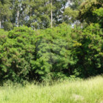 Terreno à venda em Bela Vista, Salto, SP