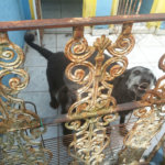 Casa à venda ou para alugar com 4 quartos, sendo 2 suítes,  em Rancho Grande, Mairiporã, SP