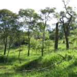 Área de Terra à venda em Alto da Serra (mailasqui), São Roque, SP
