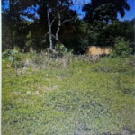 Terreno à venda em Jardim Colonial, Carapicuíba, SP