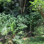 Terreno à venda em Serra da Cantareira, Mairiporã, SP