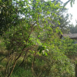 Terreno à venda em Bosque dos Eucalíptos, Atibaia, SP