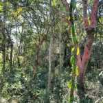 Sítio à venda com 3 quartos, sendo 1 suíte,  em Da Barra, Salto de Pirapora, SP