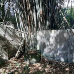 Terreno à venda em Santa Teresinha, São Paulo, SP
