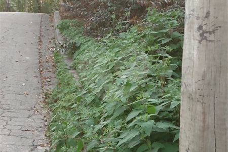 Terreno à venda em Jardim São João (zona Norte), São Paulo, SP