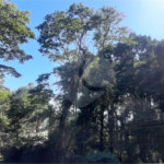 Sobrado à venda com 3 suítes em Serra da Cantareira, Mairiporã, SP