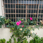 Sobrado à venda com 3 quartos em Mandaqui, São Paulo, SP