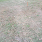 Terreno à venda em Jardim Ypê, Paulínia, SP