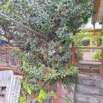 Casa Térrea à venda com 5 quartos, sendo 3 suítes,  em Vila Mazzei, São Paulo, SP