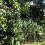 Terreno à venda em Serra da Cantareira, Mairiporã, SP