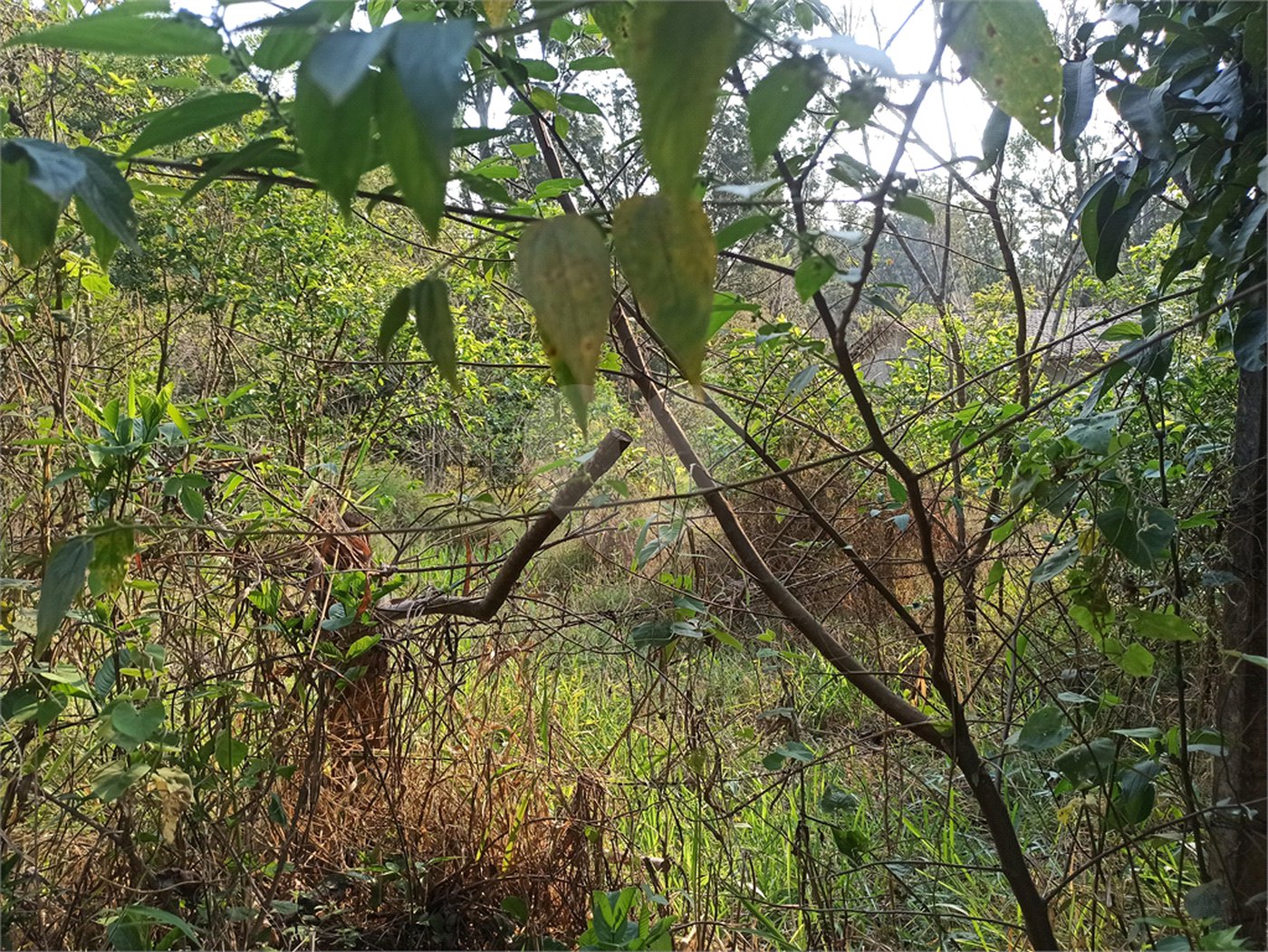 Terreno à venda em Bosque dos Eucalíptos, Atibaia, SP