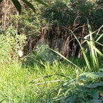 Terreno à venda em Vila Tramontano, São Paulo, SP