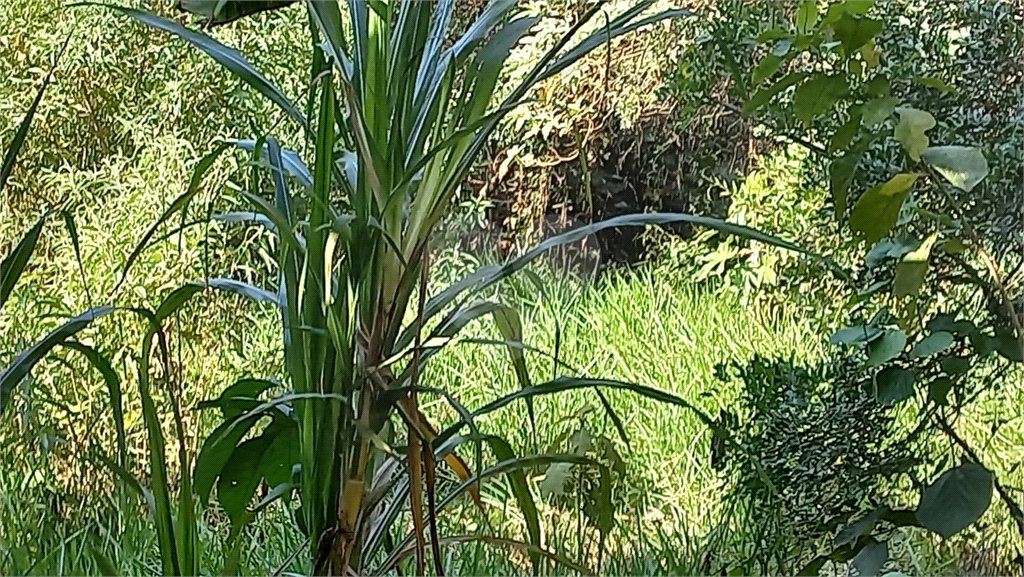 Terreno à venda em Vila Tramontano, São Paulo, SP