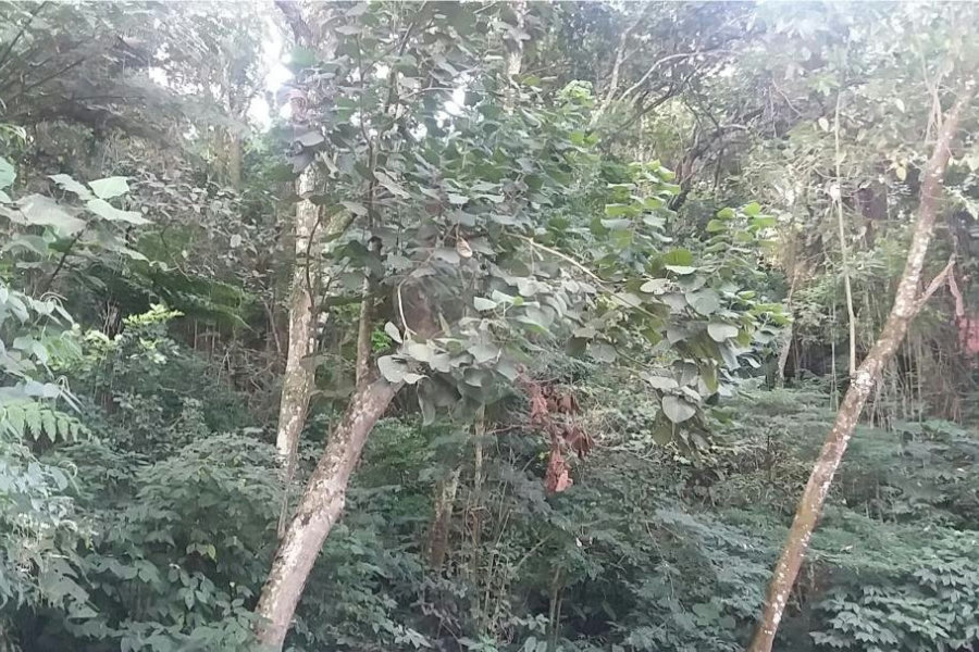 Terreno à venda em Tucuruvi, São Paulo, SP