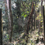 Terreno à venda em Roseira, Mairiporã, SP
