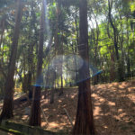 Terreno à venda no condomínio Chácara Flora, São Paulo - SP