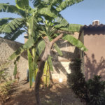 Casa à venda com 2 quartos, sendo 1 suíte, em Vila Recreio, Ribeirão Preto, SP