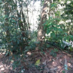 Terreno à venda em Tremembé, São Paulo, SP