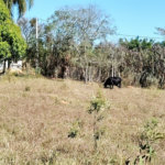 Sítio à venda com 3 quartos, sendo 1 suíte,  em Da Barra, Salto de Pirapora, SP