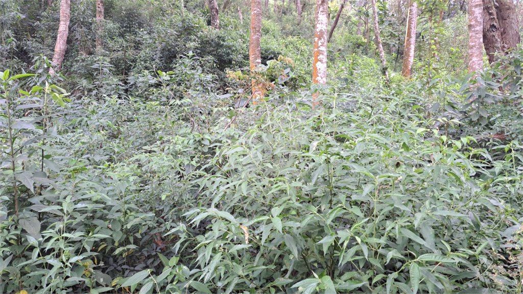 Terreno à venda em Serra da Cantareira, Mairiporã, SP