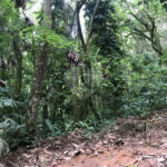 Terreno à venda em Serra da Cantareira, Mairiporã, SP