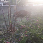 Terreno à venda em Campo Grande, Rio de Janeiro, RJ