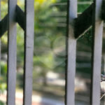 Sobrado à venda com 3 quartos em Parque Edu Chaves, São Paulo, SP