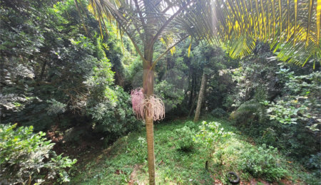 Casa Térrea à venda com 2 quartos, sendo 1 suíte,  em Serra da Cantareira, Mairiporã, SP