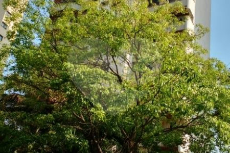 Apartamento à venda com 4 quartos, sendo 3 suítes, em Vila Andrade, São Paulo, SP