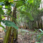 Terreno à venda em Santana, São Paulo, SP