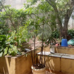 Sobrado à venda com 7 quartos, sendo 1 suíte, em Mandaqui, São Paulo, SP