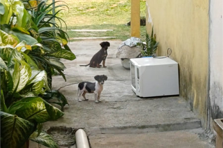 Casa à venda com 2 quartos em Vila Bernadotti, Mogi das Cruzes, SP