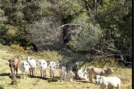 Sítio à venda com 3 suítes em Bairro do Cambará, São Roque, SP
