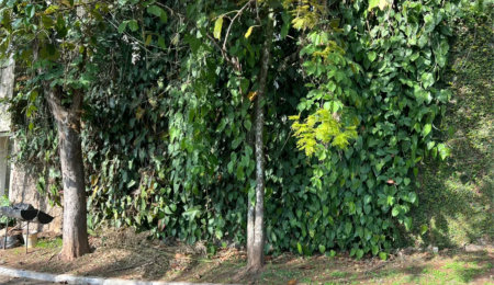 Terreno à venda no condomínio Jardim Vitória Régia, São Paulo - SP