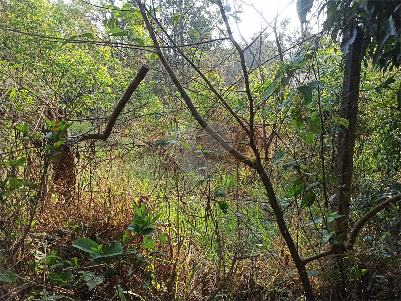 Terreno à venda em Bosque dos Eucalíptos, Atibaia, SP