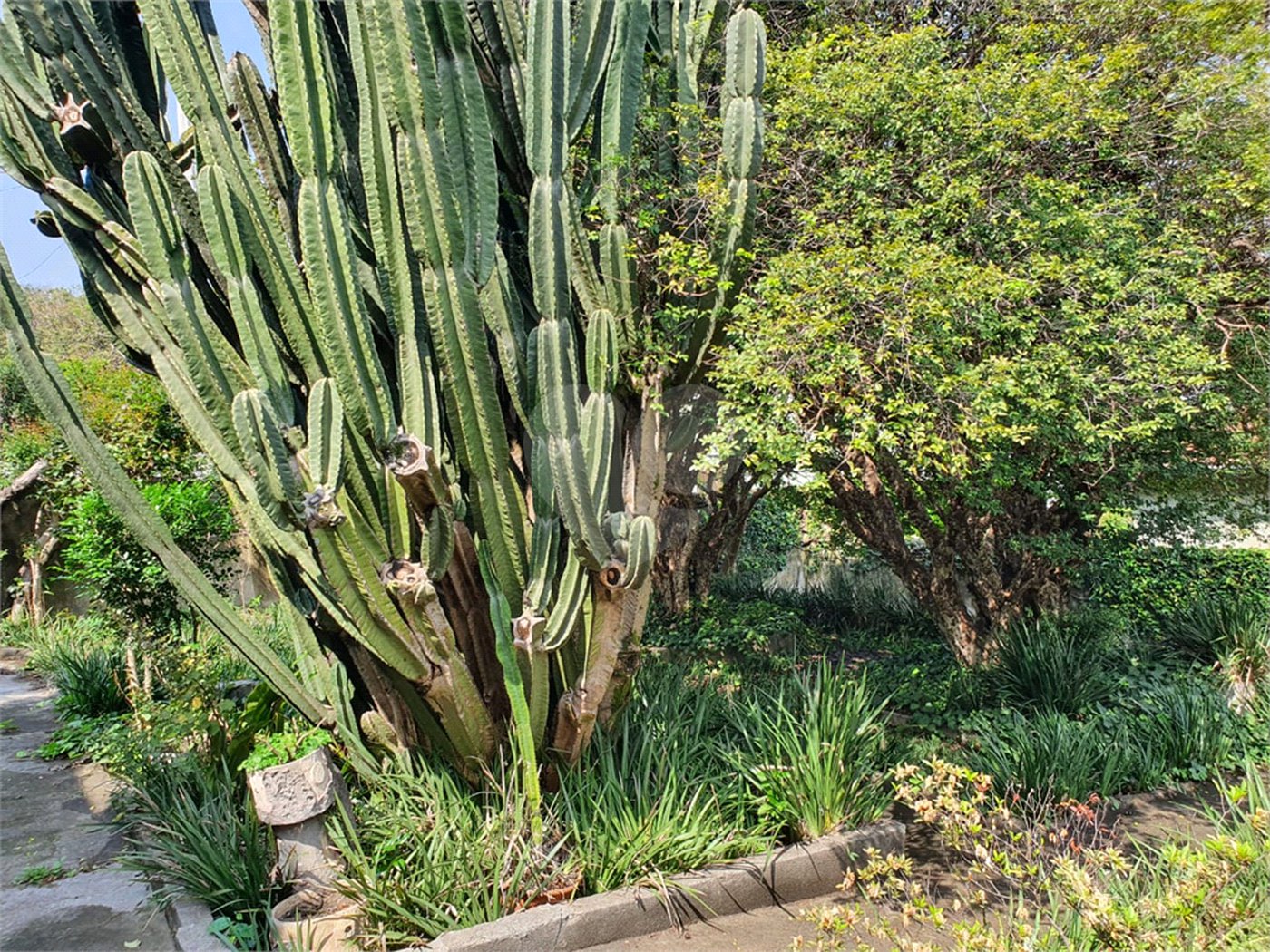 Casa Térrea à venda em Tucuruvi, São Paulo, SP