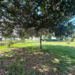 Chácara à venda em Jardim Universitário, Ponta Porã, MS