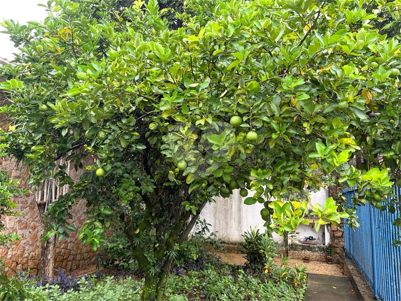 Casa à venda com 3 quartos em Bela Aliança, São Paulo, SP