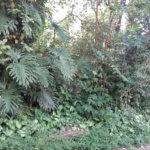 Terreno à venda em Tremembé, São Paulo, SP