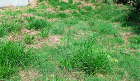 Terreno à venda em Jardim Paulista, Atibaia, SP