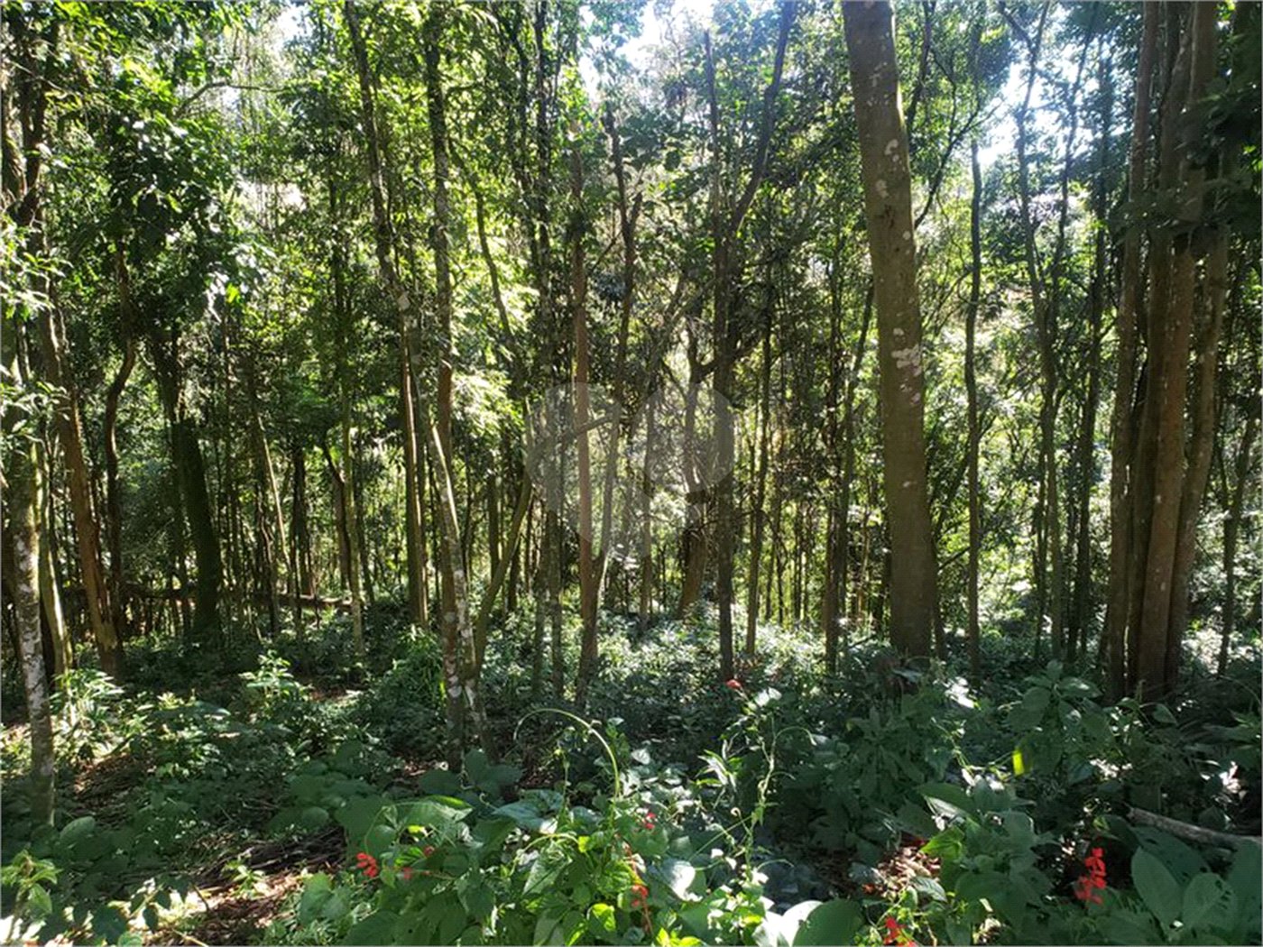 Terreno à venda em Serra da Cantareira, Mairiporã, SP