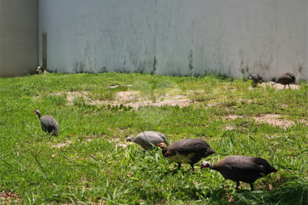 Terreno à venda no condomínio Renaissance, Sorocaba - SP